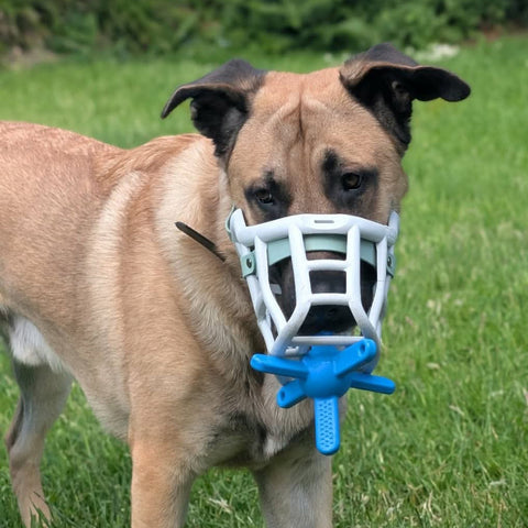 Size Sunny Dog Muzzle- Made to order muzzle with colour customisation