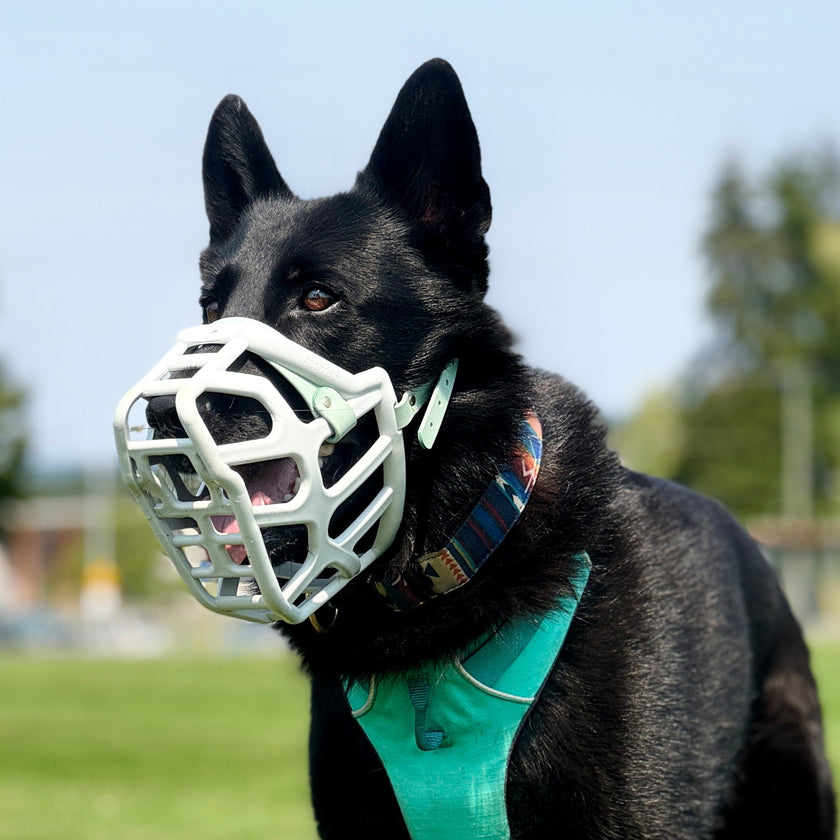 Size Taz Dog Muzzle - Made to order muzzle with colour customisation cbl