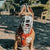 Size Taz Dog Muzzle - Made to order muzzle with colour customisation