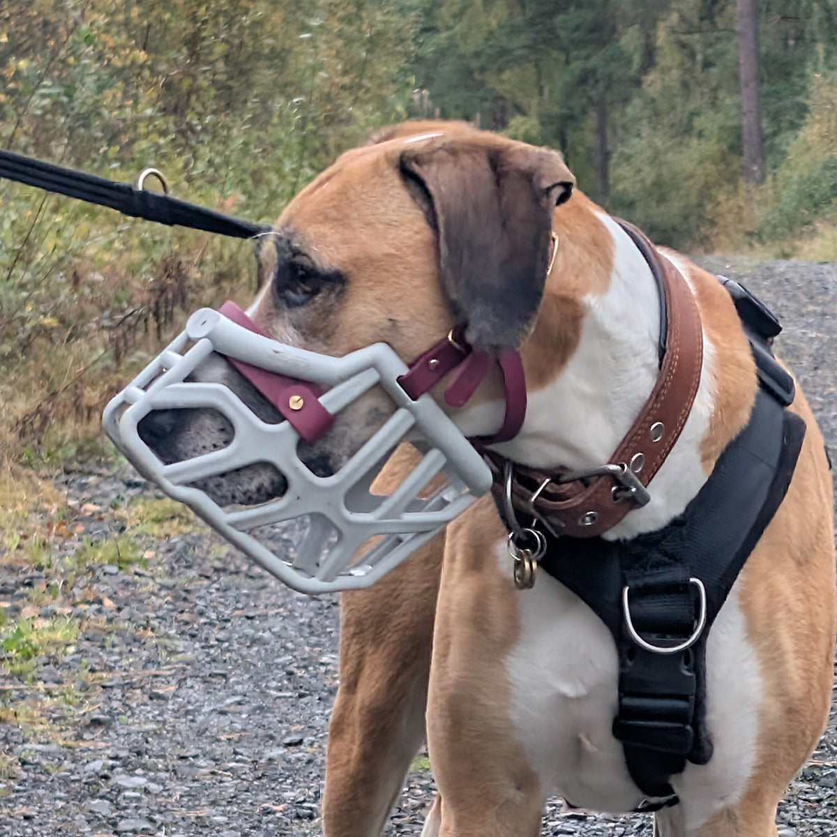 Size Taz Dog Muzzle - Made to order muzzle with colour customisation