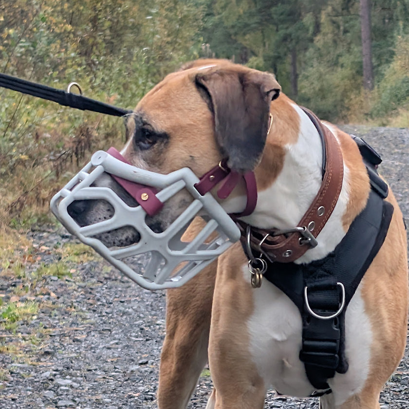 Size Taz Dog Muzzle - Made to order muzzle with colour customisation