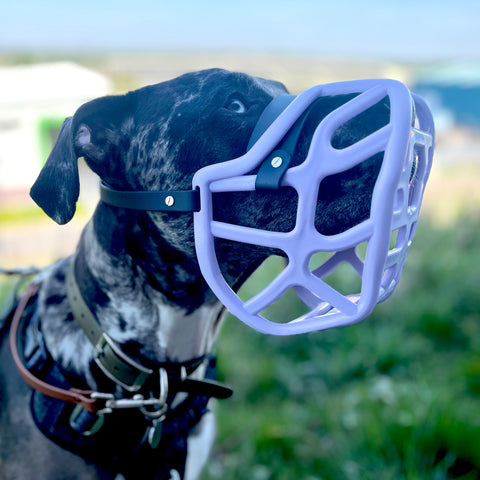 Size Harry 2.0 Dog Muzzle - Made to order muzzle with colour customisation