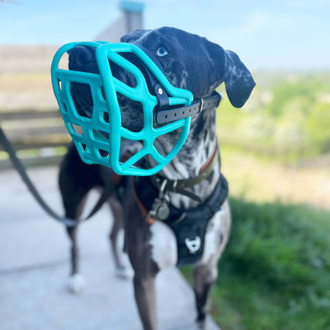 Size Harry 2.0 Dog Muzzle - Made to order muzzle with colour customisation