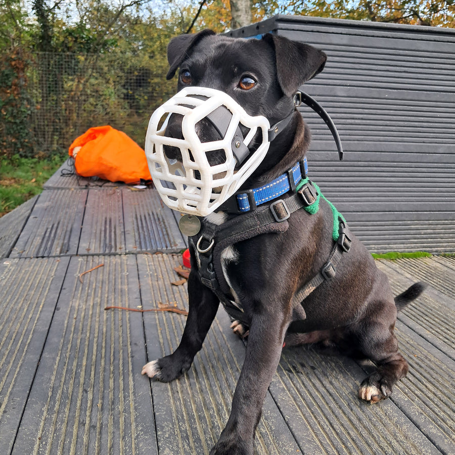 PRE ORDER Grey Size Jimmy Dog Muzzle - Made to order muzzle with colour customisation (shipping March 2027) (Clara test)