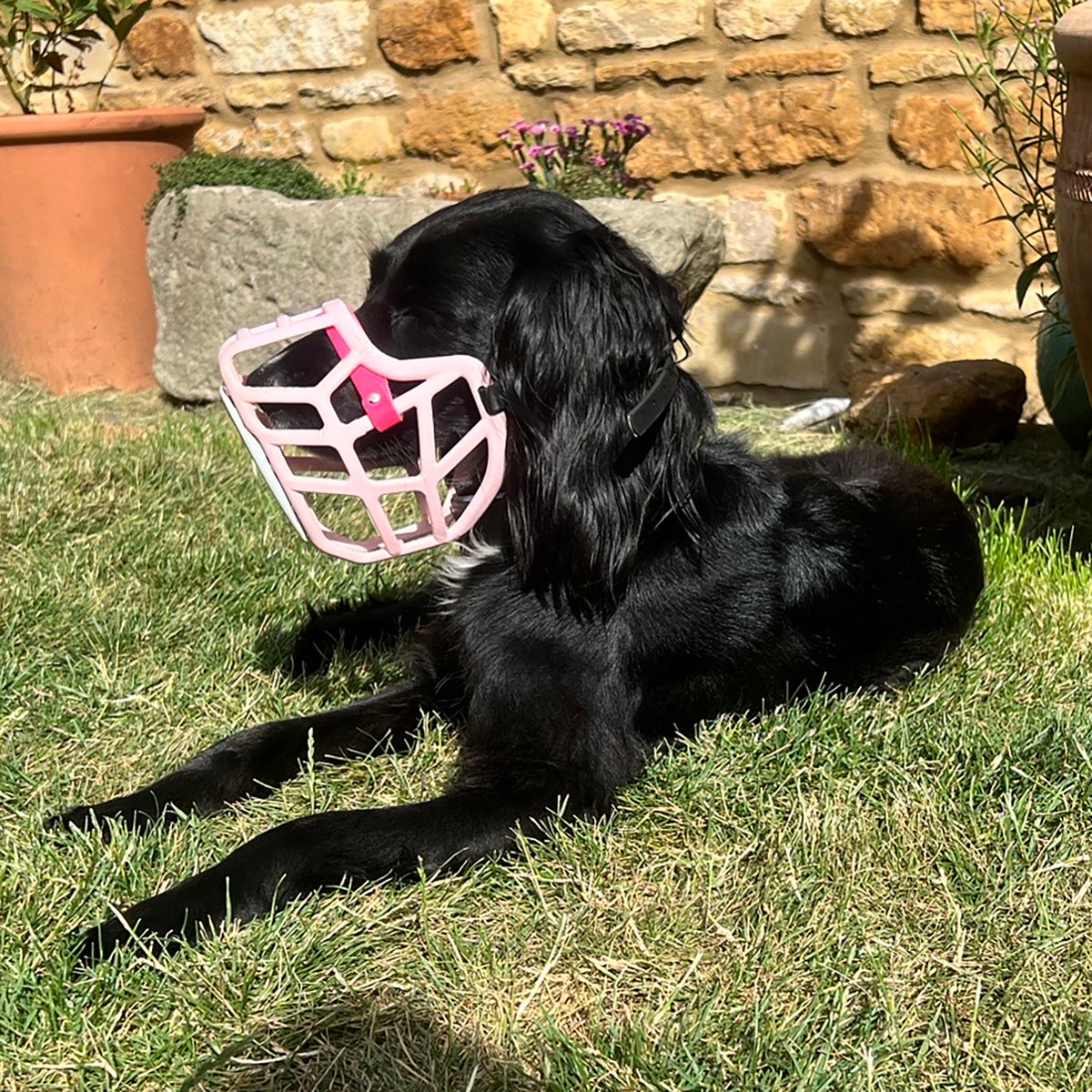 PRE ORDER Pastel Pink Size Jimmy Dog Muzzle - Made to order muzzle with colour customisation (shipping March 2027)