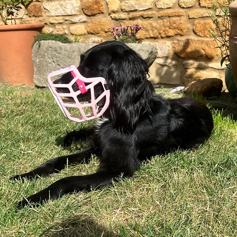 PRE ORDER Pastel Pink Size Jimmy Dog Muzzle - Made to order muzzle with colour customisation (shipping March 2027)