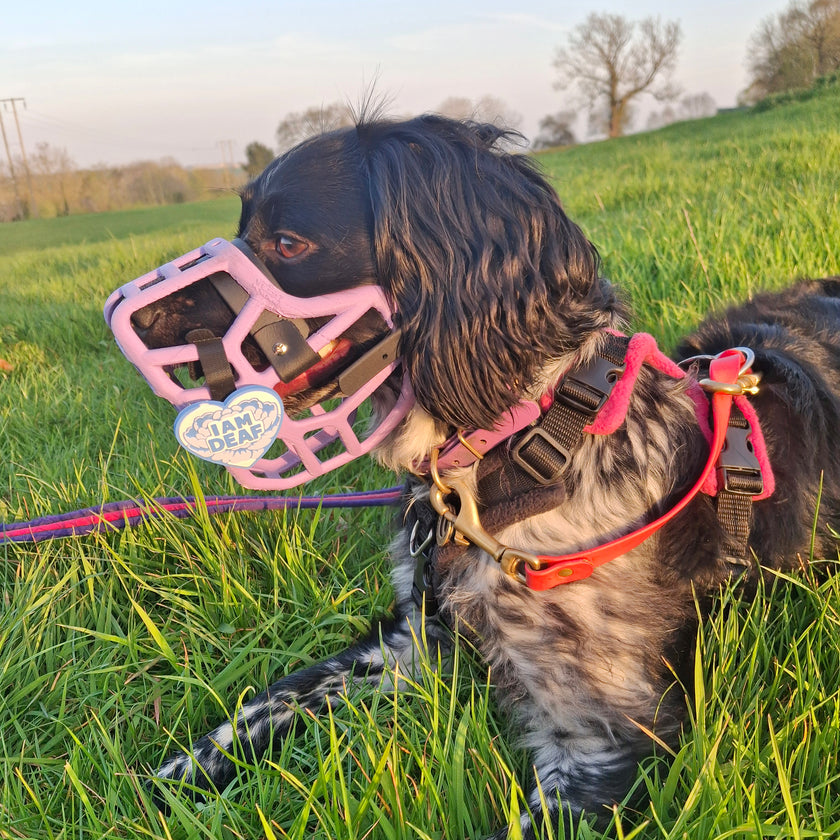 PRE ORDER Grey Size Jimmy Dog Muzzle - Made to order muzzle with colour customisation (shipping March 2027) cl