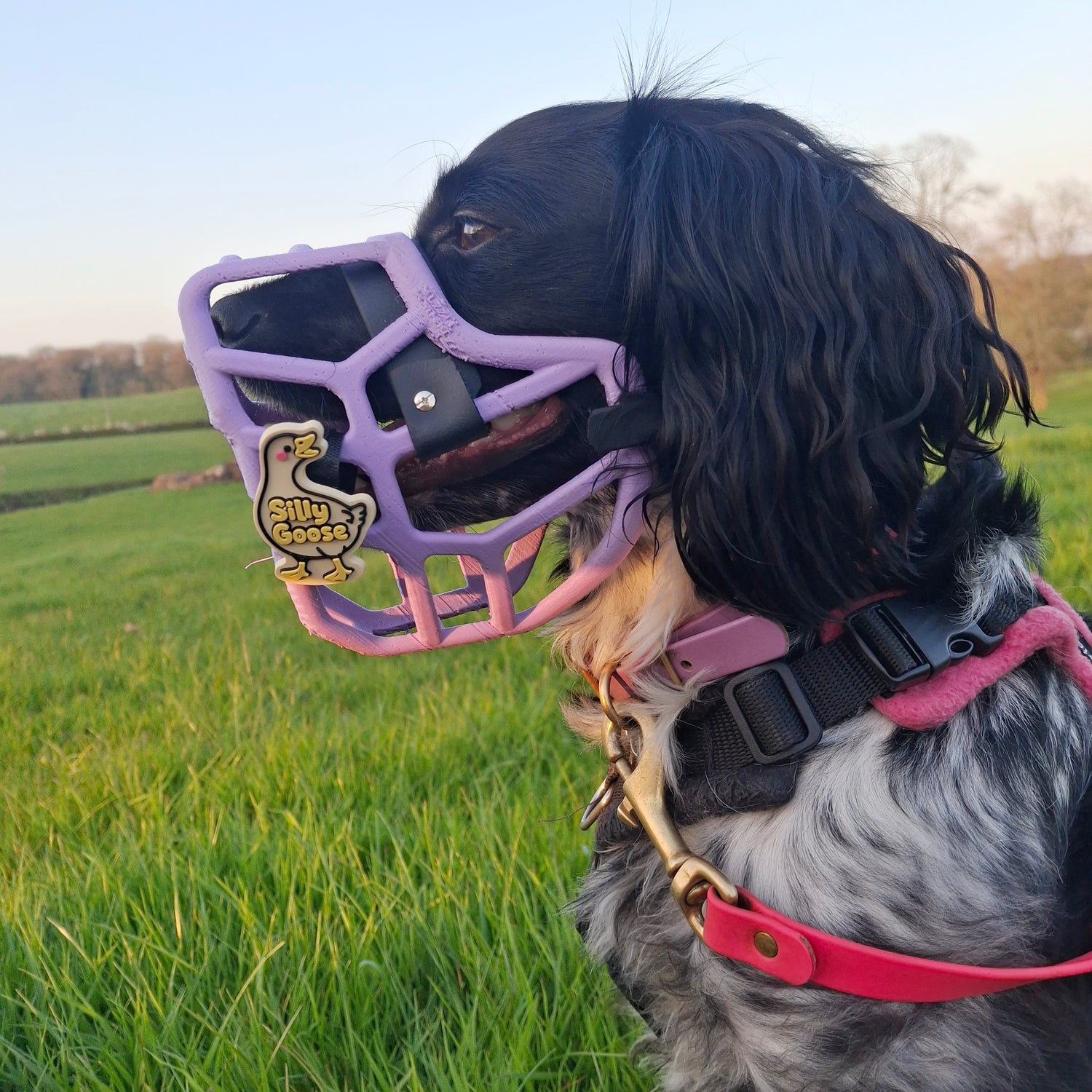 PRE ORDER Lilac Size Jimmy Dog Muzzle - Made to order muzzle with colour customisation (shipping March 2027) (Clara test)