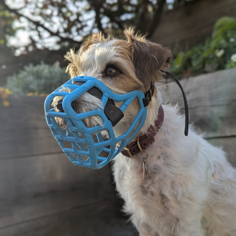 PRE ORDER Size Jimmy Dog Muzzle - Made to order muzzle with colour customisation (shipping March 2027)