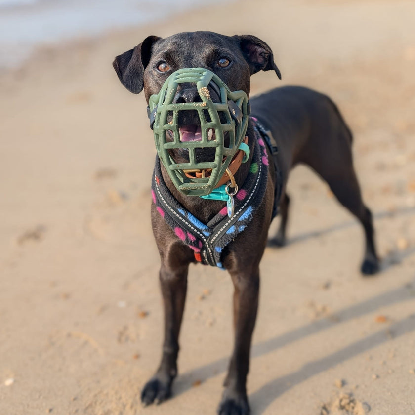 PRE ORDER Khaki Green Size Jimmy Dog Muzzle - Made to order muzzle with colour customisation (shipping March 2027) (Clara test)