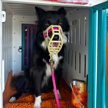 Two dogs wearing khaki muzzles with magenta strapping