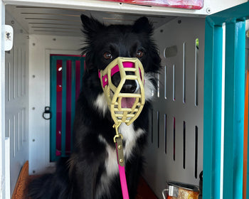 Dog in a crate wearing a muzzle with a pink leash, sitting on an orange mat.
