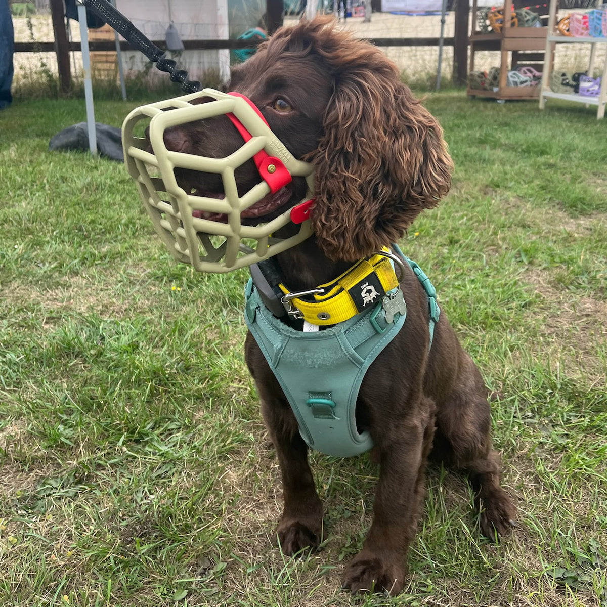 Rex Dog Muzzle Collar and Lead set