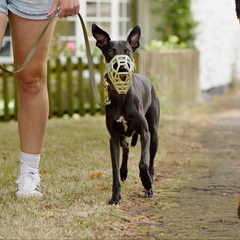 Khaki Dog Muzzle, Collar and Lead Set