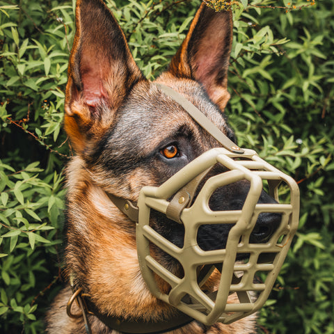 Size Taz Dog Muzzle - Made to order muzzle with colour customisation