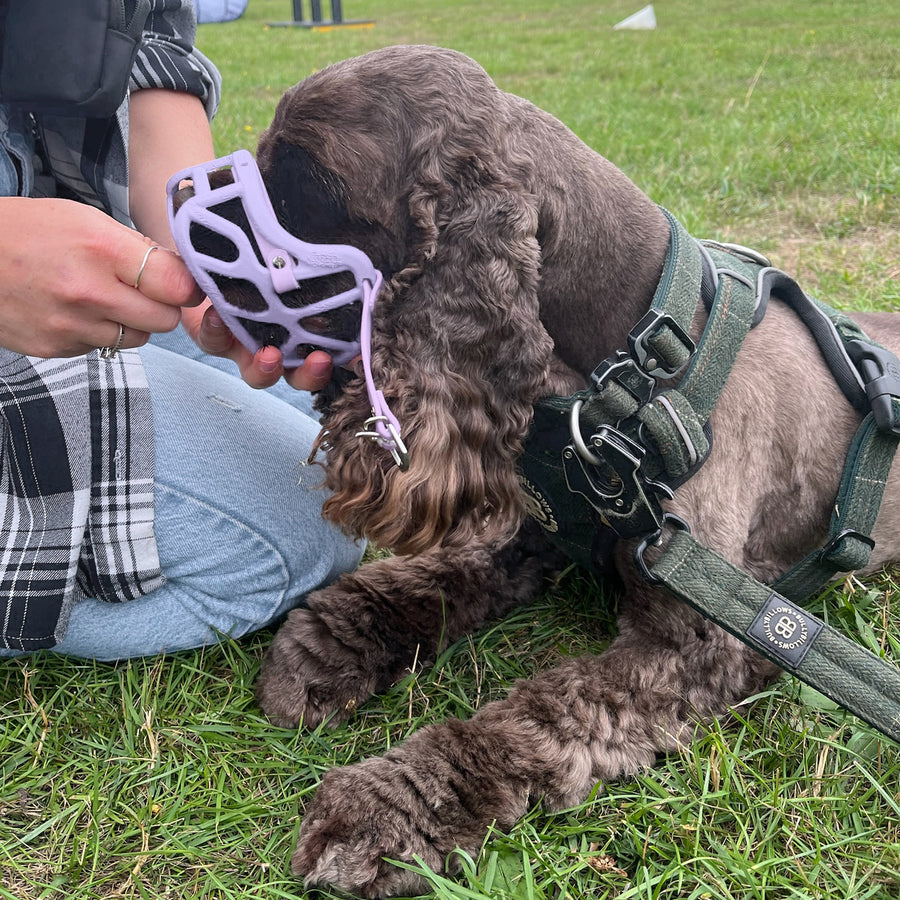 PRE ORDER Lilac Size Mia Dog Muzzle - Made to order muzzle with colour customisation (shipping September 2026) cl
