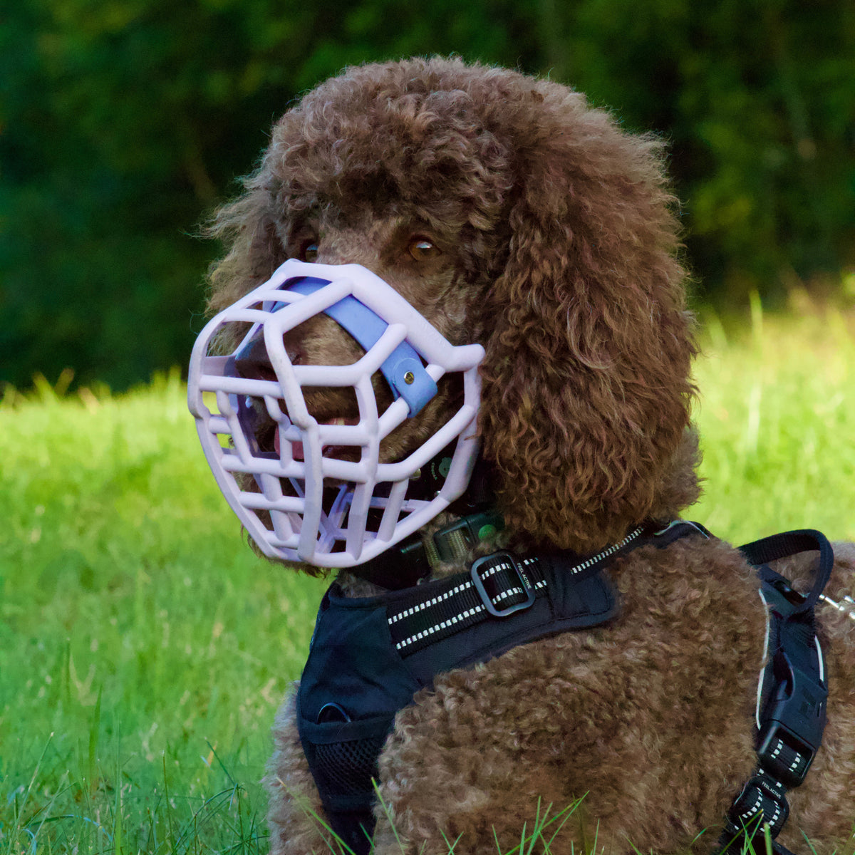 Size Neli Dog Muzzle - Made to order muzzle with colour customisation