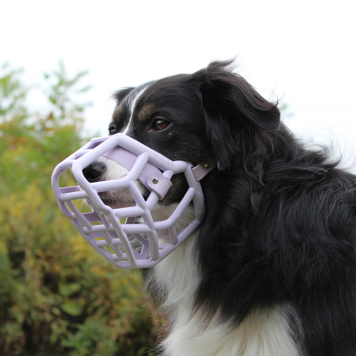Rex* Dog Muzzle, Collar and Lead set