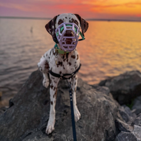 Size Tolly Dog Muzzle - Made to order muzzle with colour customisation