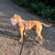 Size Harry 2.0 Dog Muzzle - Made to order muzzle with colour customisation