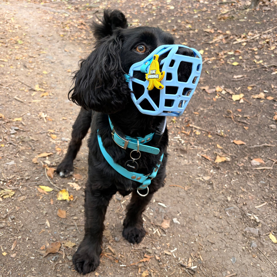 Size Mia Dog Muzzle - Made to order muzzle with colour customisation