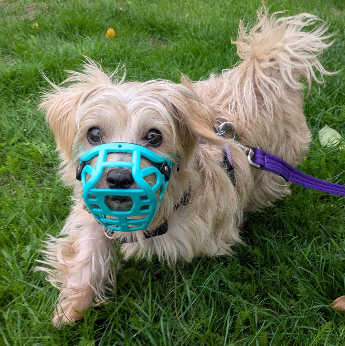 A small fluffy dog on grass wearing a bright teal Mia dog muzzle and a purple leash.