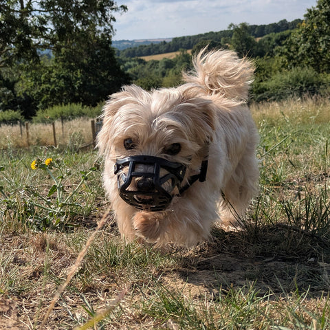 PRE ORDER Size Mia Dog Muzzle - Made to order muzzle with colour customisation (shipping September 2026)