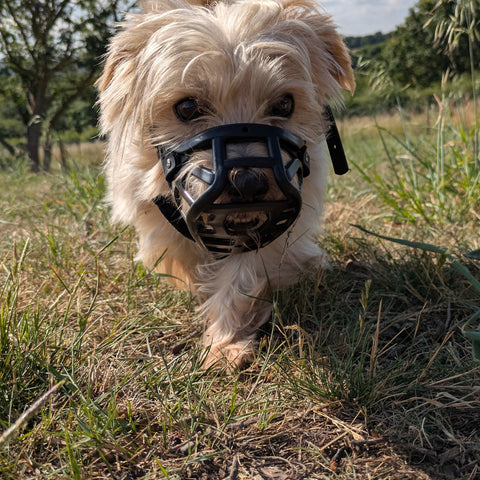 PRE ORDER Size Mia Dog Muzzle - Made to order muzzle with colour customisation (shipping September 2026)