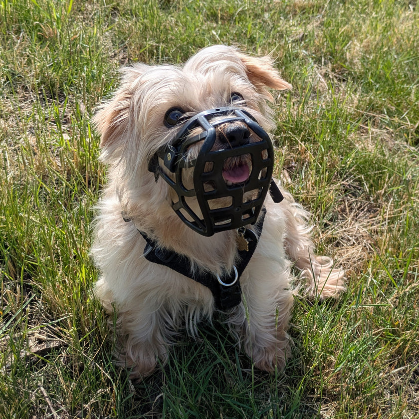 PRE ORDER Teal Size Mia Dog Muzzle - Made to order muzzle with colour customisation (shipping September 2026) cl
