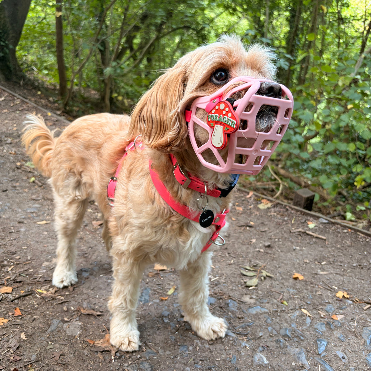 Pastel Pink Size Mia Dog Muzzle - Made to order muzzle with colour customisation