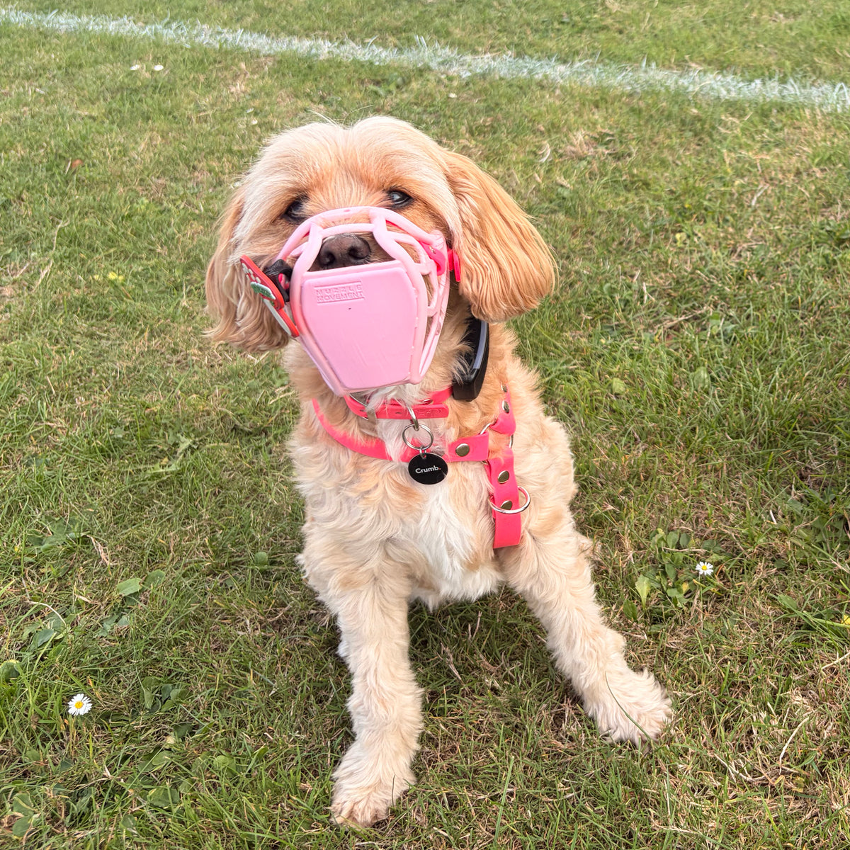 Pastel Pink Size Mia Dog Muzzle - Made to order muzzle with colour customisation