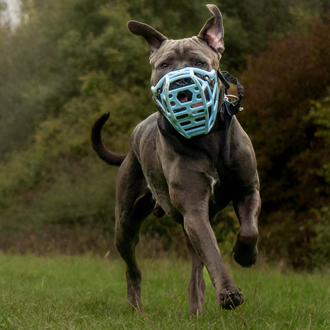 Size Mitzy Dog Muzzle - Made to order muzzle with colour customisation