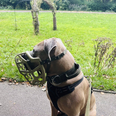 Size Mitzy Dog Muzzle - Made to order muzzle with colour customisation