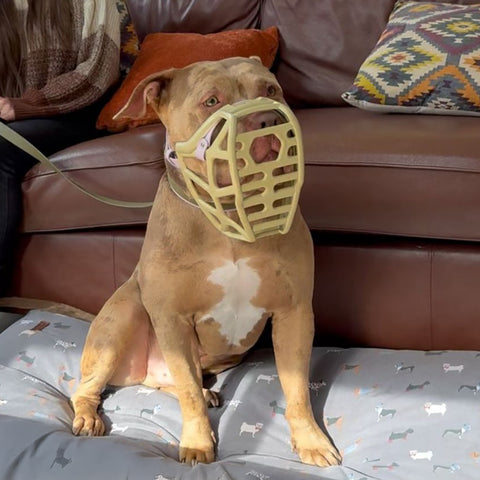Size Mitzy Dog Muzzle - Made to order muzzle with colour customisation