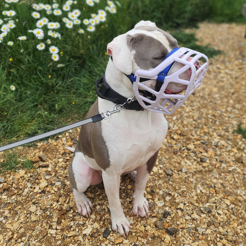 Size Mitzy Dog Muzzle - Made to order muzzle with colour customisation
