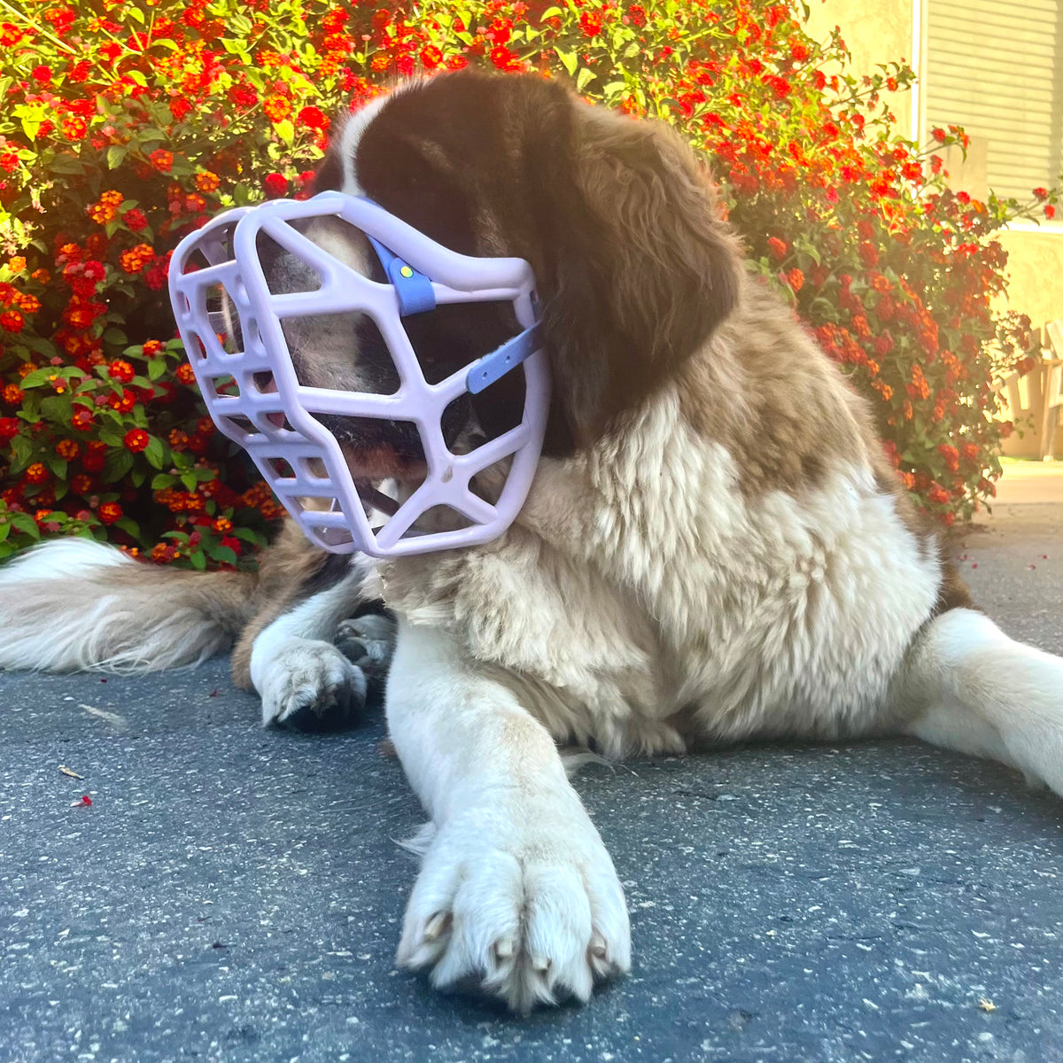 Size Mitzy Dog Muzzle - Made to order muzzle with colour customisation