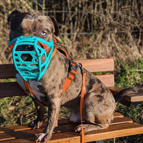 Size Mitzy Dog Muzzle - Made to order muzzle with colour customisation