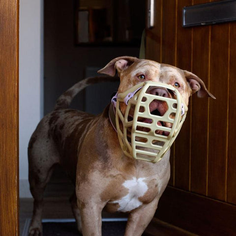 Size Mitzy Dog Muzzle - Made to order muzzle with colour customisation
