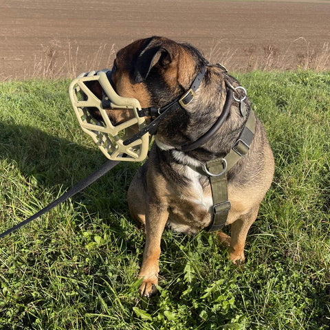 Size Mitzy Dog Muzzle - Made to order muzzle with colour customisation