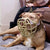 Size Mitzy Dog Muzzle - Made to order muzzle with colour customisation
