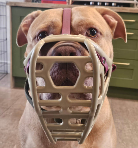 Size Mitzy Dog Muzzle - Made to order muzzle with colour customisation