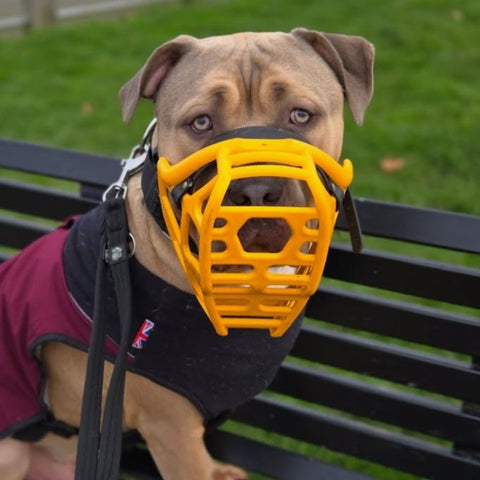 Size Mitzy Dog Muzzle - Made to order muzzle with colour customisation