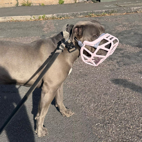 Size Mitzy Dog Muzzle - Made to order muzzle with colour customisation
