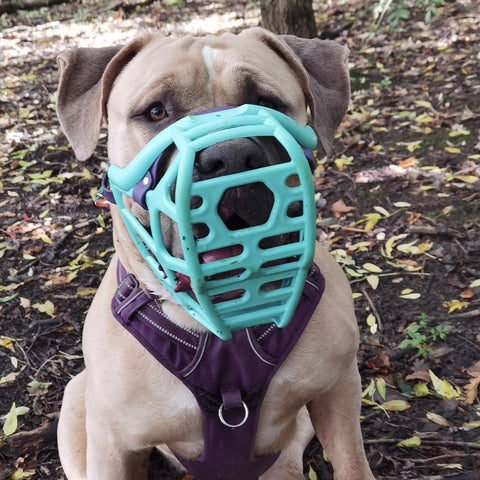 Size Mitzy Dog Muzzle - Made to order muzzle with colour customisation