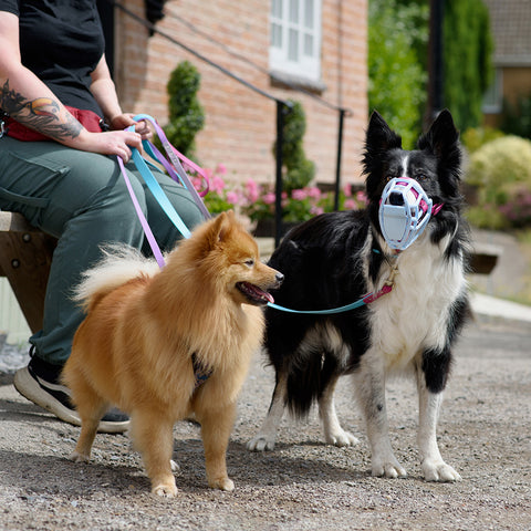 Size Neli Dog Muzzle - Made to order muzzle with colour customisation