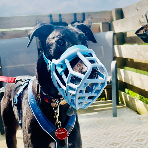 Size Neli Dog Muzzle - Made to order muzzle with colour customisation