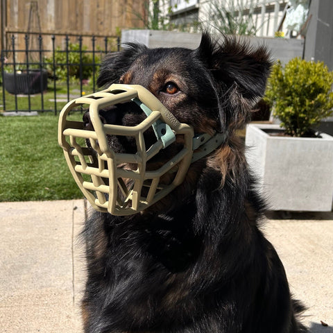 Size Neli Dog Muzzle - Made to order muzzle with colour customisation