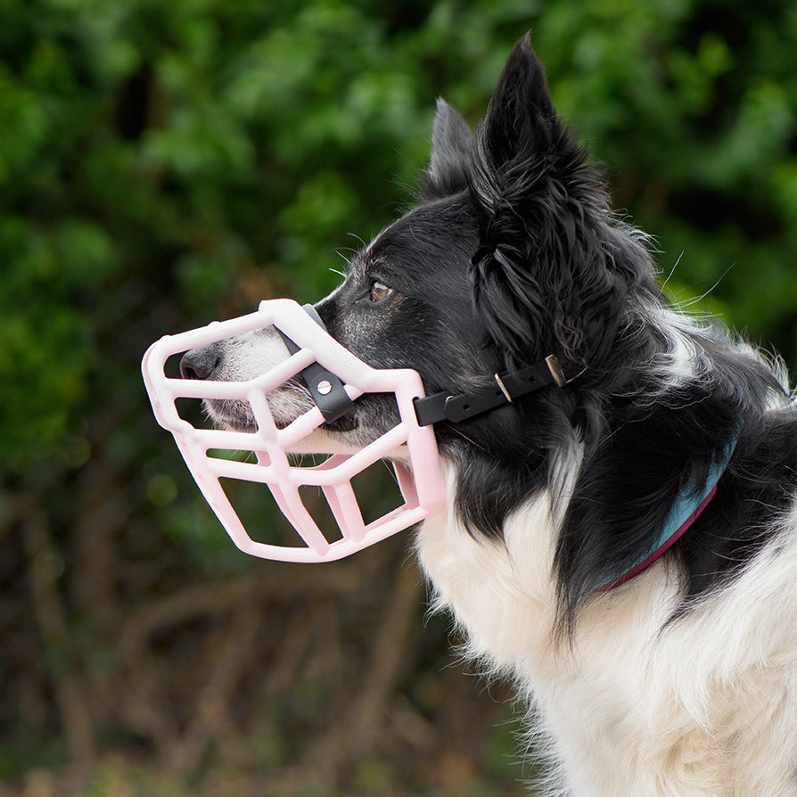 A muzzle from The Muzzle Movement showing how a muzzle should fit