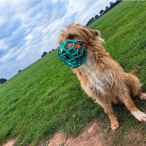 The Muzzle Movement Neli in teal with orange strapping on a crossbreed