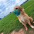 The Muzzle Movement Neli in teal with orange strapping on a crossbreed